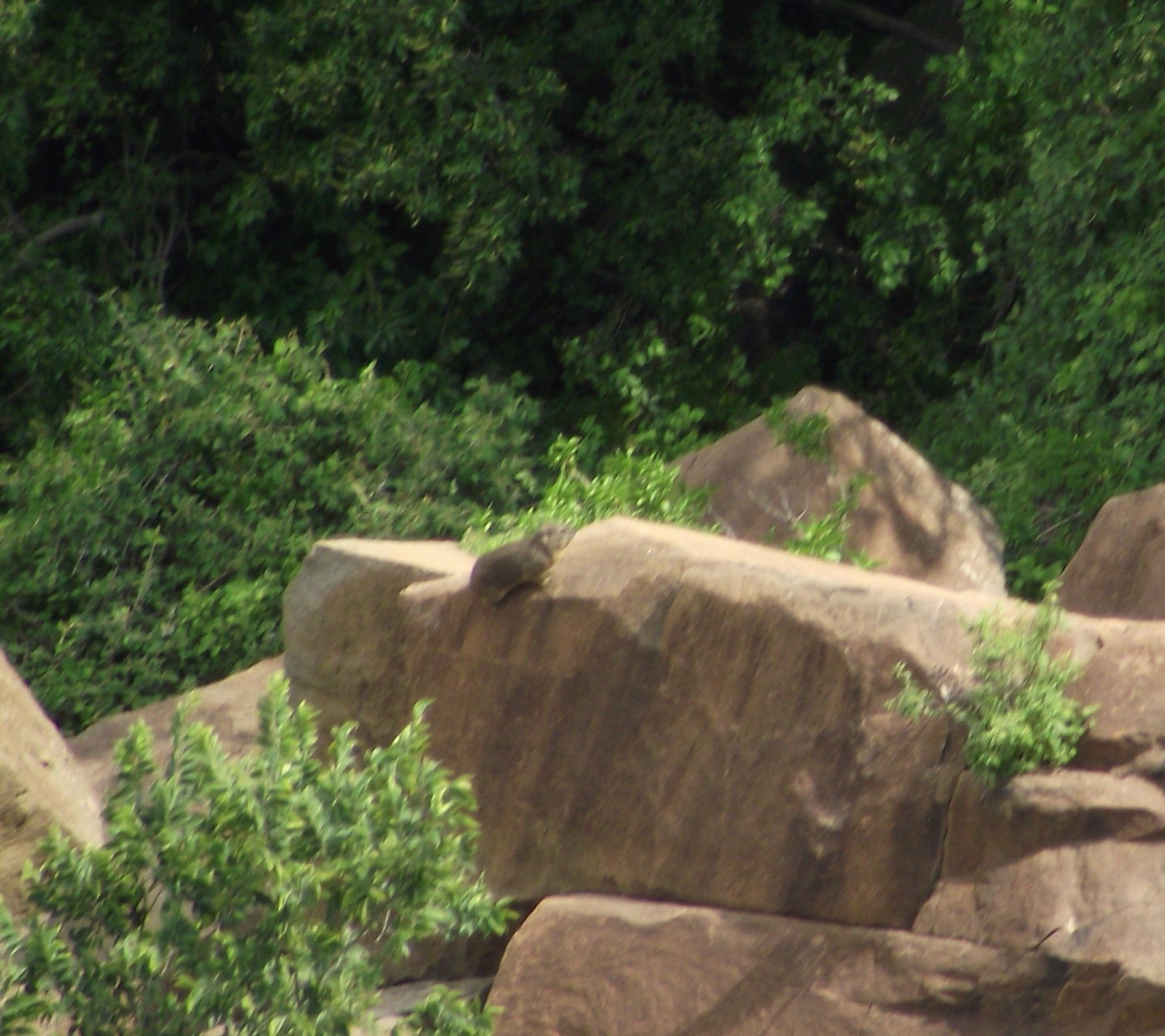 Image of Rock Hyrax