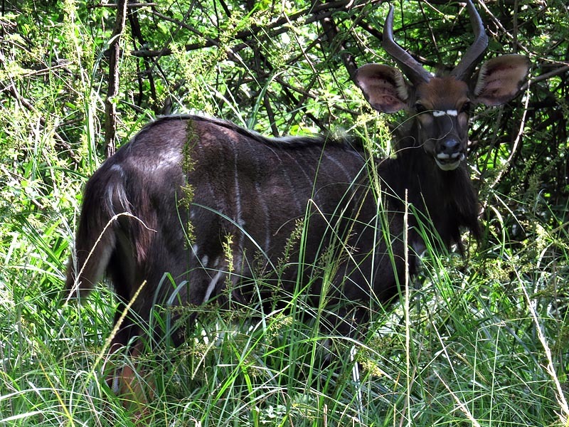 Image of Nyala