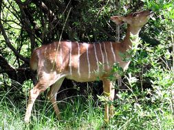 Image of Nyala