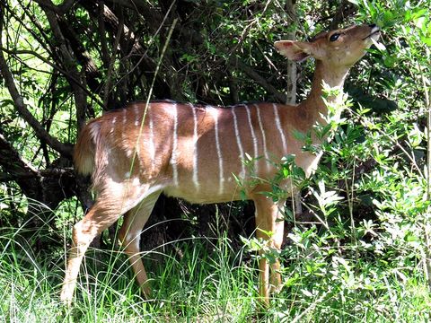 Imagem de Tragelaphus angasii Angas 1849