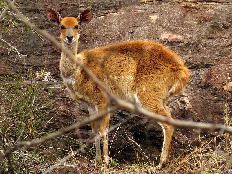 Image of Bushbuck