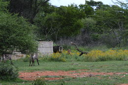 Image of Ellipsen Waterbuck