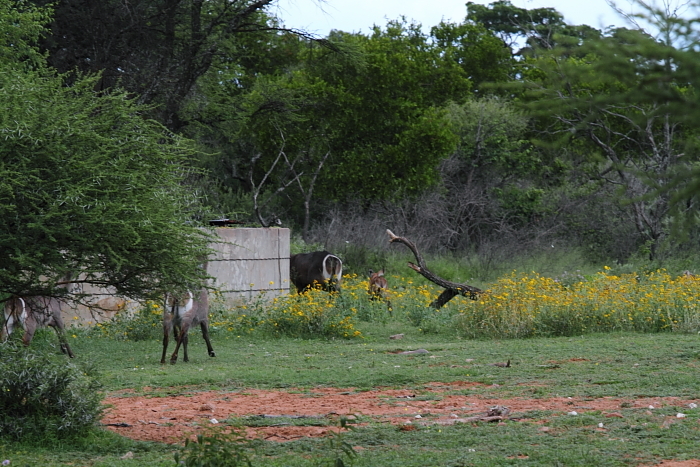 Image of Ellipsen Waterbuck