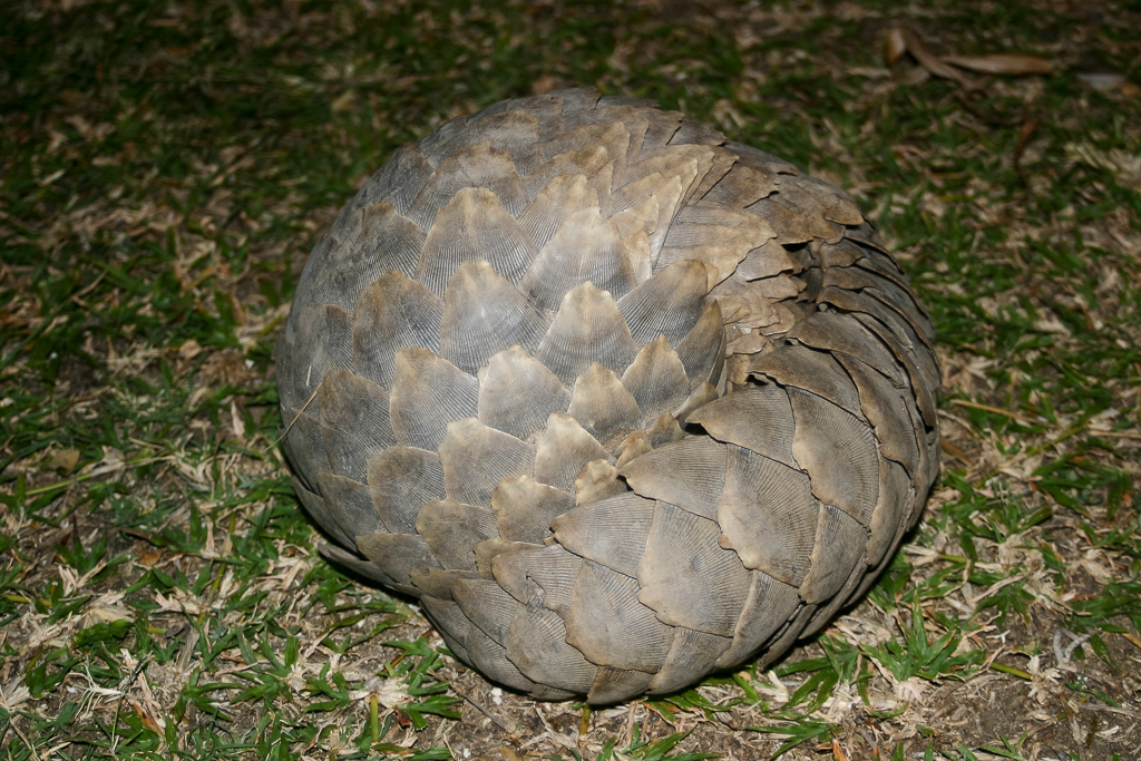 Image of Ground Pangolin -- Pangolin