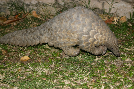 Image of Ground Pangolin -- Pangolin