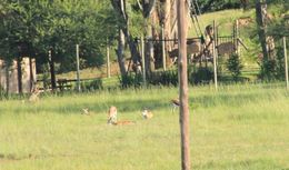 Image of Ellipsen Waterbuck