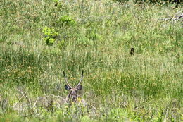 Image of Ellipsen Waterbuck