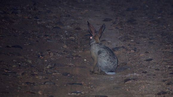 Lepus capensis Linnaeus 1758 resmi