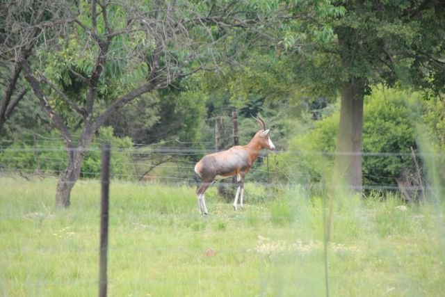 Image of Blesbok