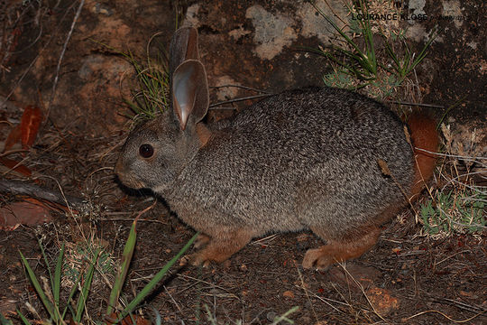 Plancia ëd Pronolagus rupestris (A. Smith 1834)