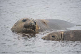 Image of South Atlantic Elephant-seal