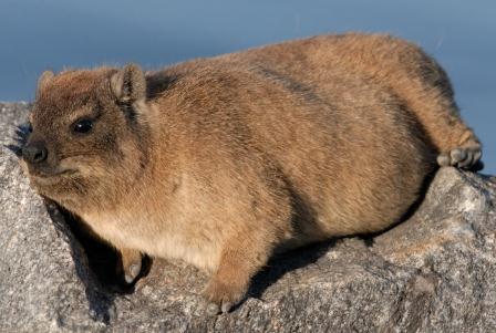 Image of Rock Hyrax