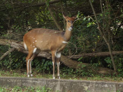 Image of Bushbuck