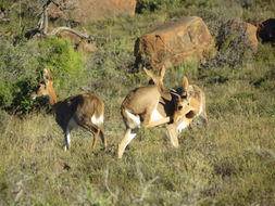 Image of Mountain Reedbuck