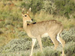 Image of Mountain Reedbuck