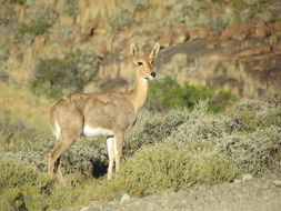 Image of Mountain Reedbuck