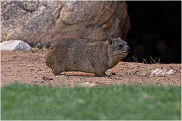 Image of Rock Hyrax