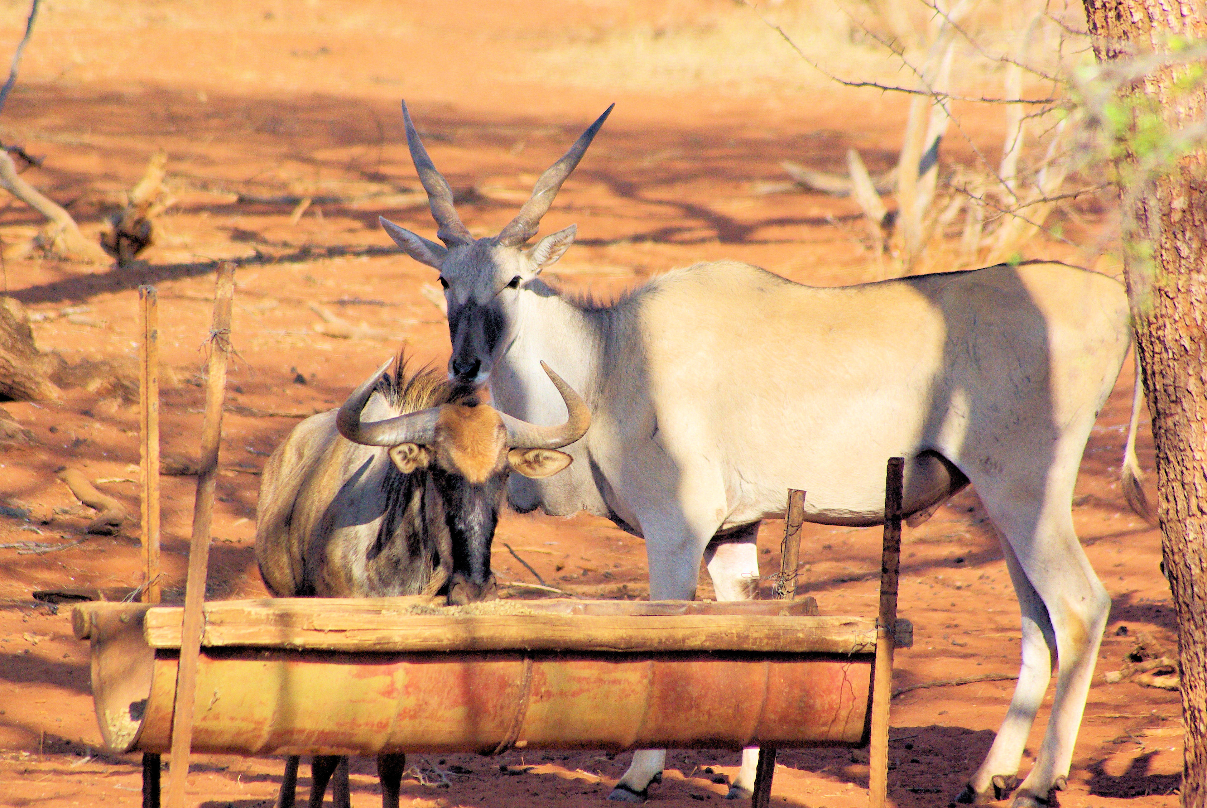 Image of Eland