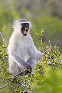 Image of Vervet Monkey