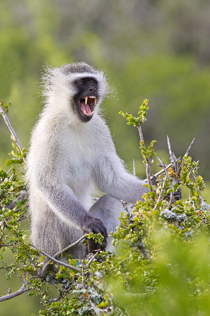 Image of Vervet Monkey