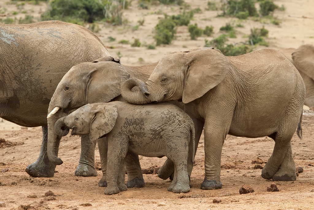 Image of African bush elephant