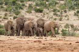 Image of African bush elephant