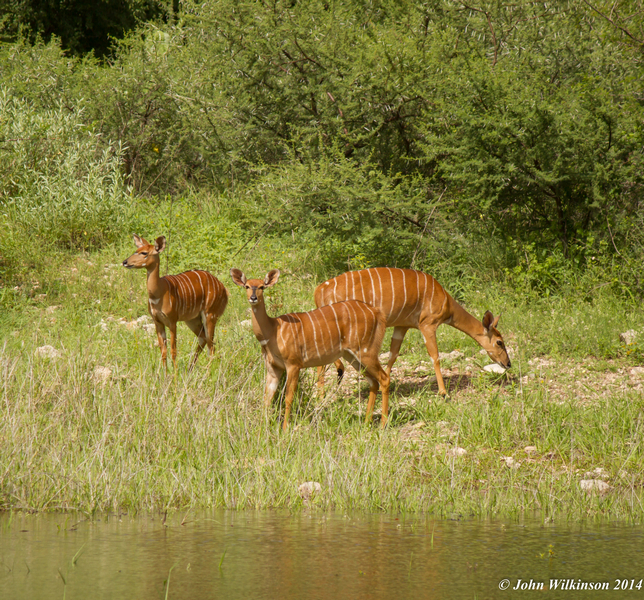 Image of Nyala