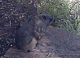 Image of Rock Hyrax