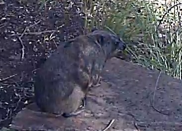 Image of Rock Hyrax