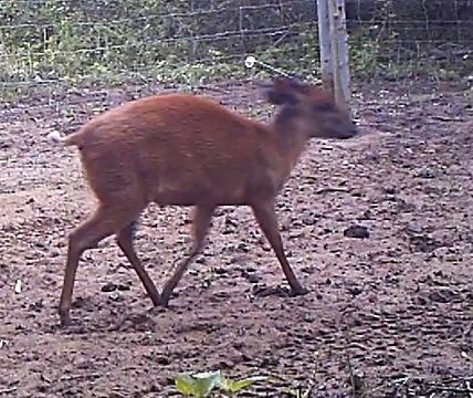 Image of Natal Duiker