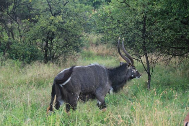 Image of Nyala