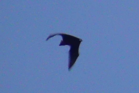 Image of Seychelles Flying Fox