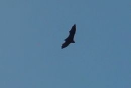 Image of Seychelles Flying Fox