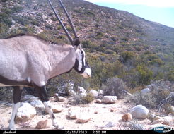 Image of Gemsbok