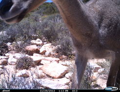 Image of Grey Rhebok