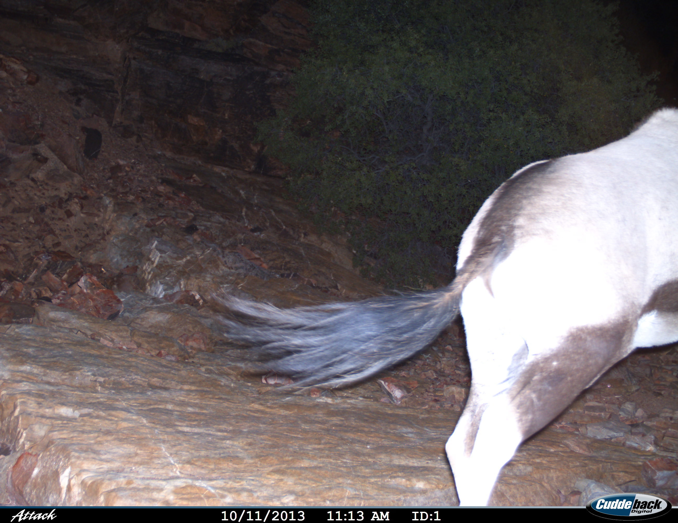 Image of Gemsbok