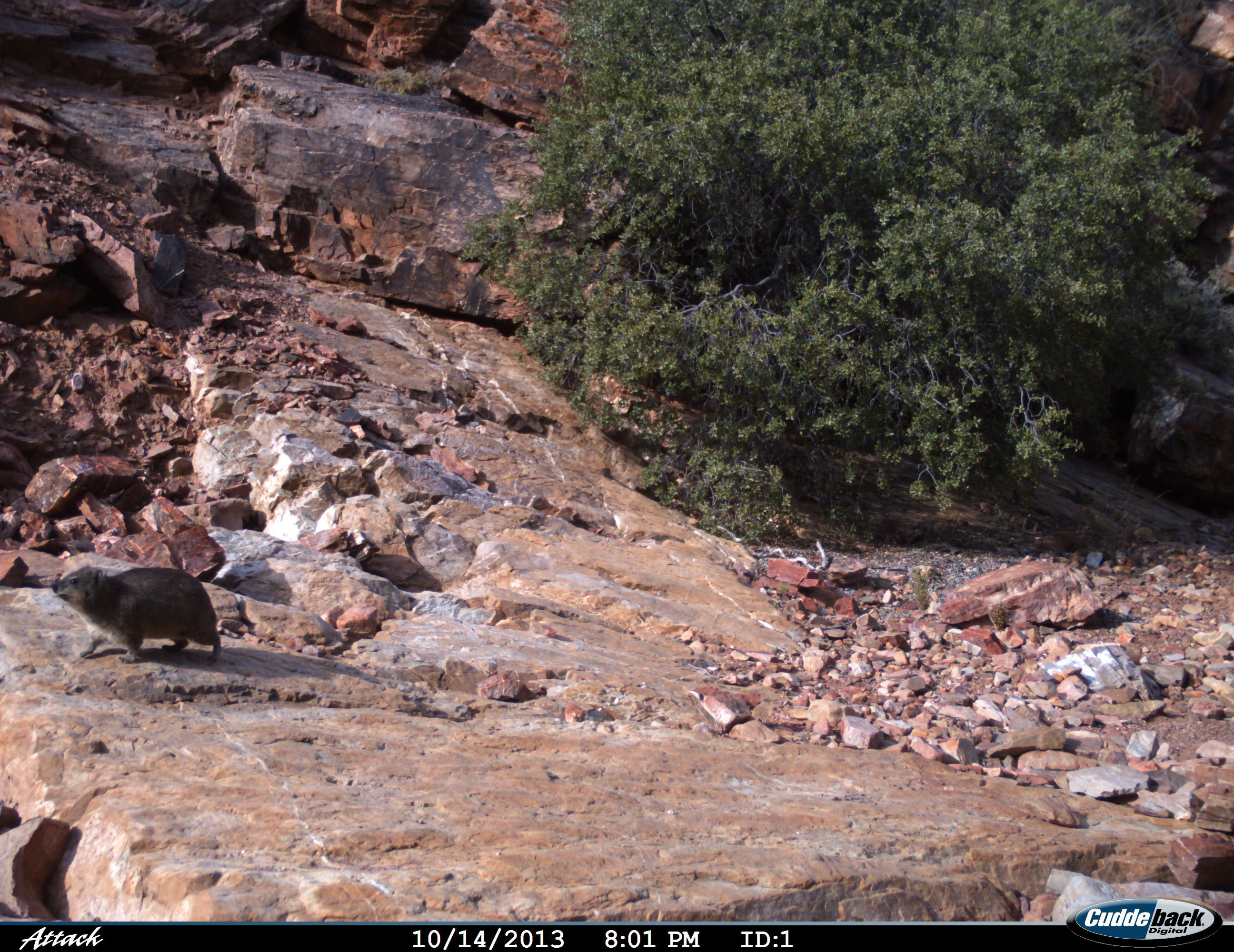 Image of Rock Hyrax