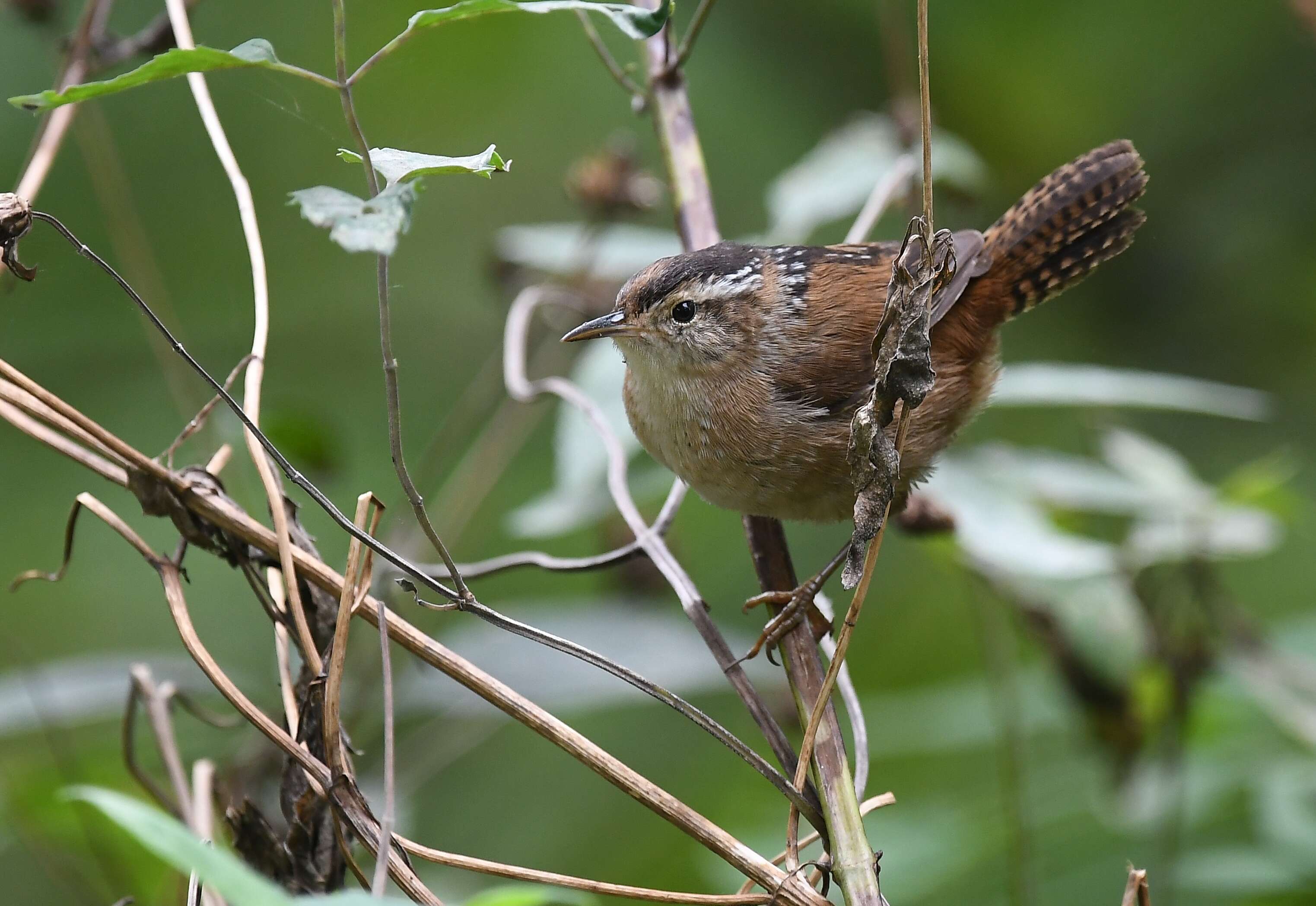 Image of Marsh Wren