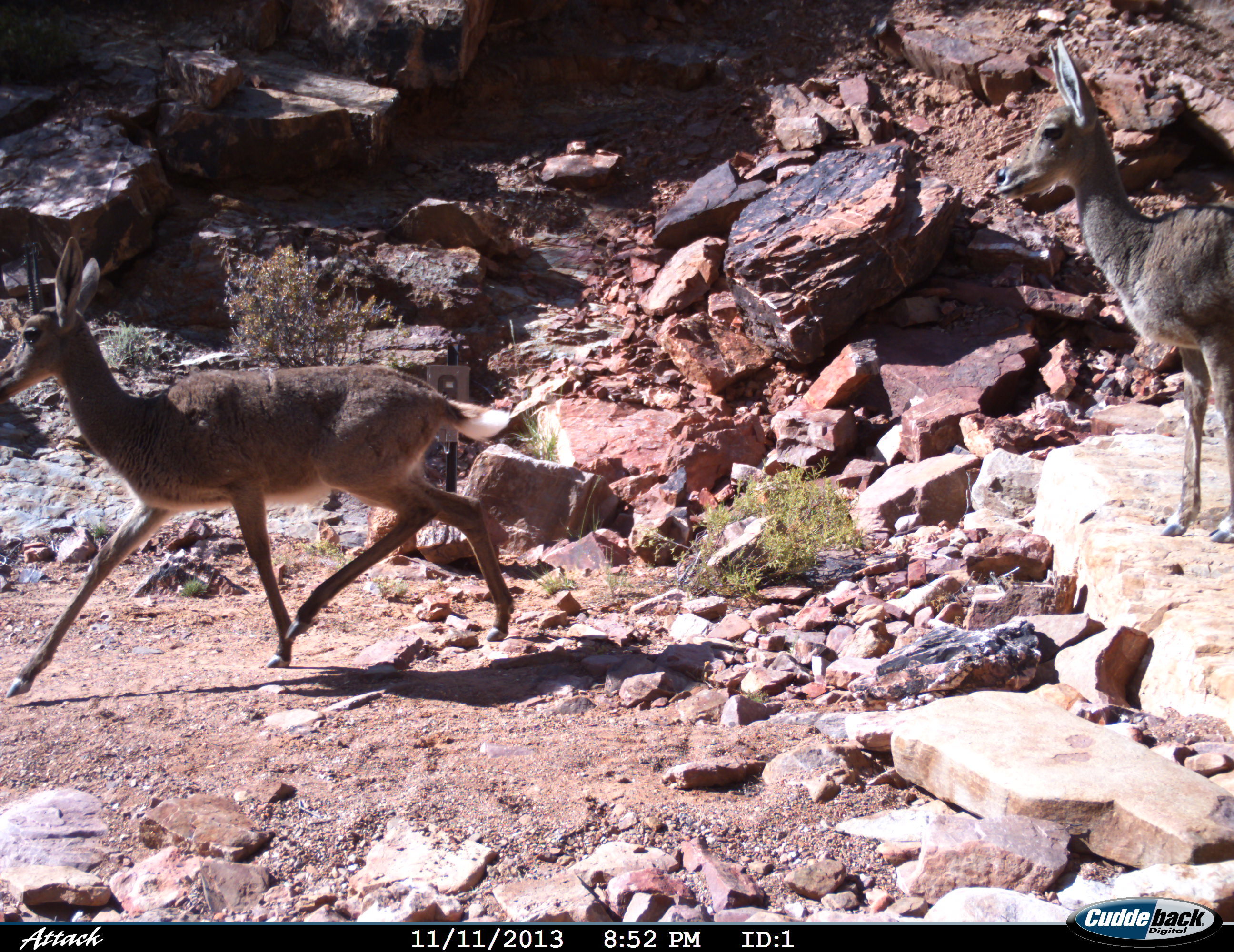 Image of Grey Rhebok