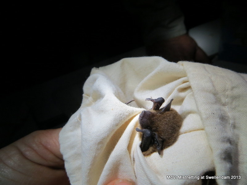 Image of Melck's House Bat