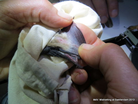 Image of Melck's House Bat