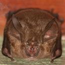 Image of Arabian Horseshoe Bat