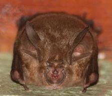 Image of Arabian Horseshoe Bat