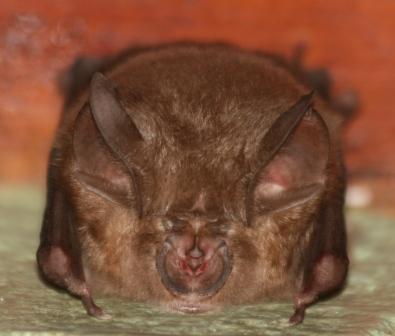 Image of Arabian Horseshoe Bat
