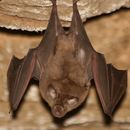Image of Dent's Horseshoe Bat
