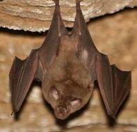 Image of Dent's Horseshoe Bat -- Dent's Horseshoe Bat