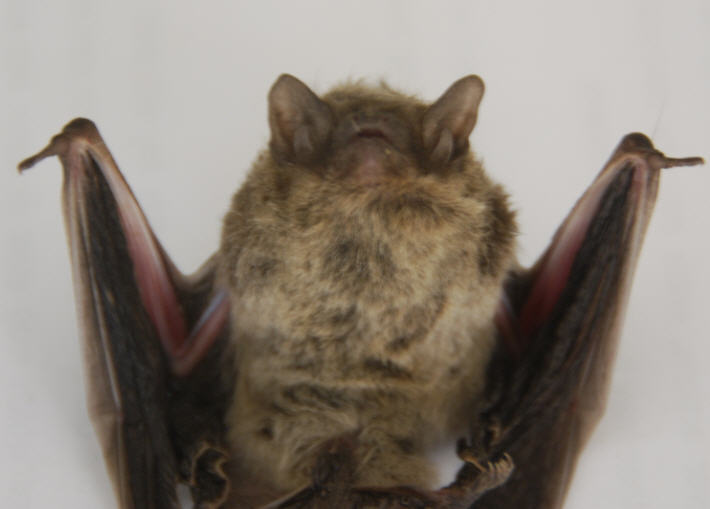 Image of Melck's House Bat