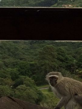 Image of Vervet Monkey