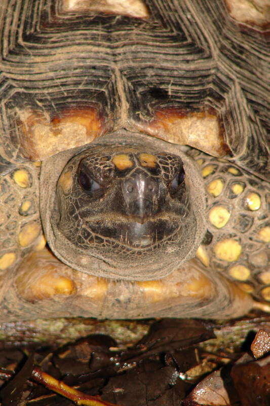 Image of Yellow-footed Tortoise