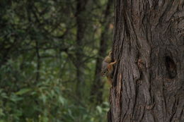 Image of Smith's Bush Squirrel